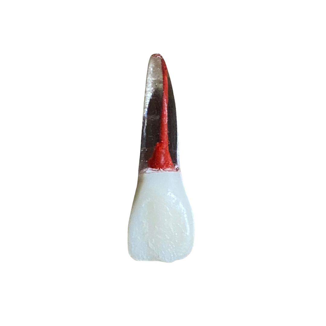 Endo anatomical teeth