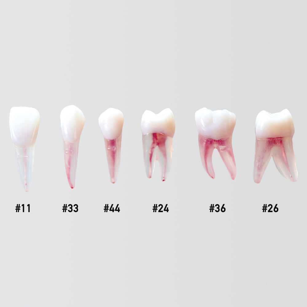 Japan anatomical endo teeth