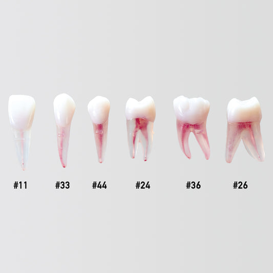 Japan anatomical endo teeth